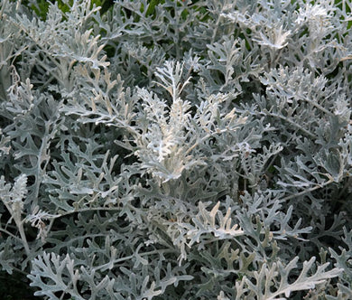 Dusty Miller Seeds - Cineraria Maritima Silverdust
