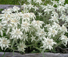 Edelweiss Non GMO Bulk Seeds - Leontopodium Alpinum