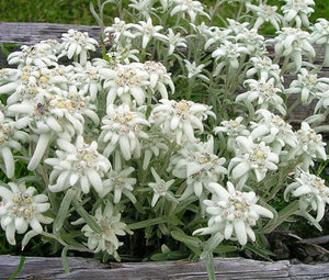 Edelweiss Non GMO Seeds - Leontopodium Alpinum