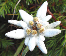 Edelweiss Seeds - Leontopodium Alpinum