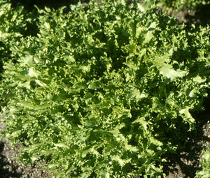 Endive Salad King Non GMO Bulk Seeds - Cichorium Endivia