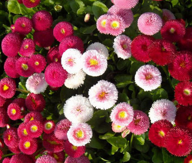 English Daisy Mix Bulk Seeds - Bellis Perennis Super Enorma