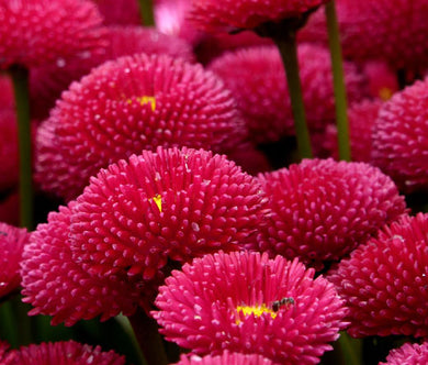 English Daisy Red Seeds - Bellis Perennis Super Enorma