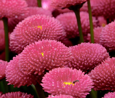 English Daisy Rose Bulk Seeds - Bellis Perennis Super Enorma