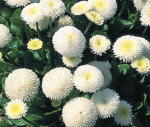 English Daisy White Bulk Seeds - Bellis Perennis Super Enorma