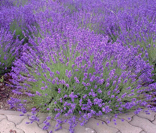 bulk lavender seeds English Lavender Non GMO Bulk Seeds
