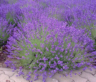 English Lavender Non GMO Seeds - Lavandula Angustifolia