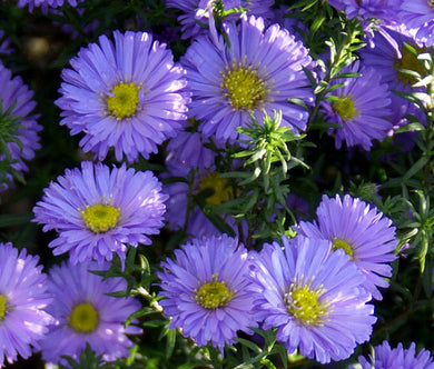 Erigeron Macranthus Bulk Seeds - Erigeron Speciosus