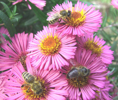 Erigeron Pink Jewel Seeds - Erigeron Speciosus