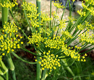 Fennel Florence Non GMO Seeds - Anise Foeniculum Vulgare