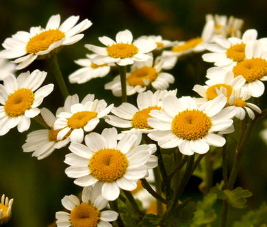 Feverfew Non GMO Bulk Seeds - Tanacetum Parthenium