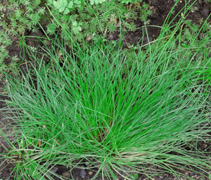 Fiber Optic Grass Seeds - Isolepis Cernua