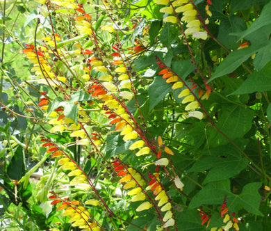 Firecracker Vine Bulk Seeds - Ipomoea Lobata