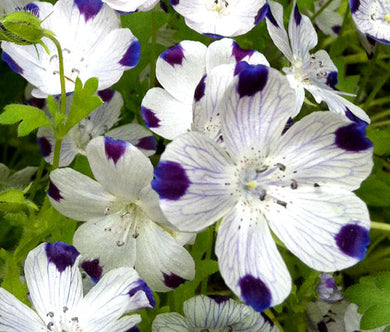 Five Spot Bulk Seeds - Nemophila Maculata