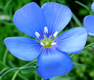 Flax Blue Annual Organic Bulk Seeds - Linum Usitatissimum