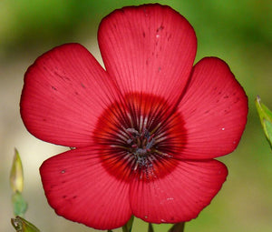 Flax Scarlet Red Non GMO Bulk Seeds - Linum Grandiflorum Rubrum 2