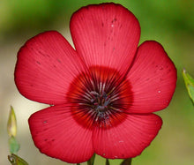 Flax Scarlet Red Non GMO Seeds - Linum Grandiflorum Rubrum 2