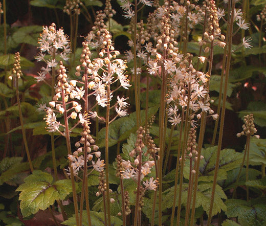 Foamflower Seeds - Tiarella Wherryi