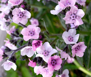 Forget Me Not Chinese Pink Bulk Seeds - Cynoglossum Amabile
