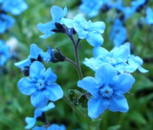 forget me not flower seeds bulk Forget Me Not Chinese Bulk Seeds