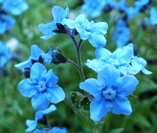 Forget Me Not Chinese Bulk Seeds - Cynoglossum Amabile