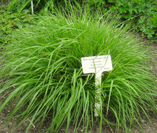 Fountain Grass Black Bulk Seeds - Pennisetum Alopecuroides Viridescens