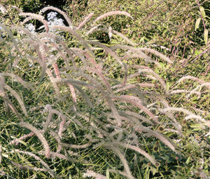 Fountain Grass Oriental Seeds - Pennisetum Orientale
