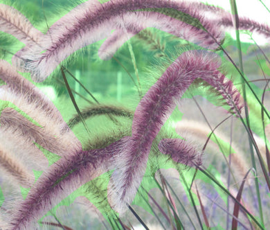 Fountain Grass Rose Pink Bulk Seeds - Pennisetum Ruppelii