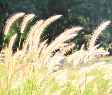 Fountain Grass Bulk Seeds - Pennisetum Alopecuroides