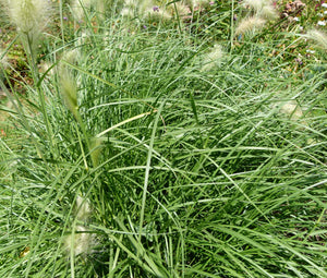 Fountain Grass Bulk Seeds - Pennisetum Alopecuroides