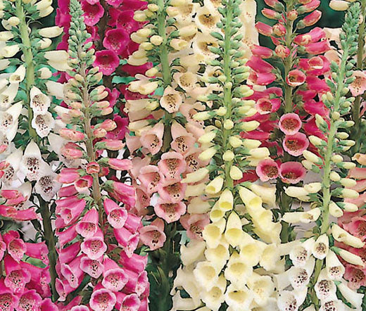 Foxglove Excelsior Mix Bulk Seeds - Digitalis Purpurea