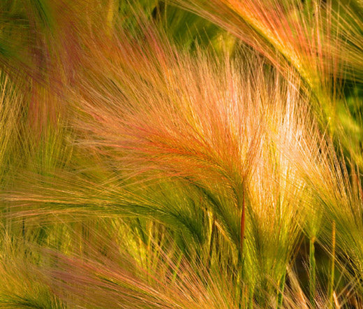 Foxtail Barley Seeds