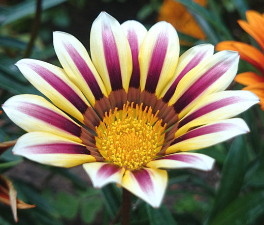 rose seeds bulk Gazania Garden Leader Rose Striped Bulk Seeds