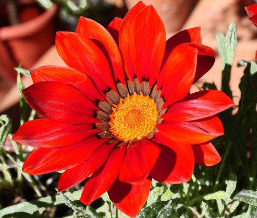 Gazania Kiss Frosty Red Seeds - Gazania Rigens