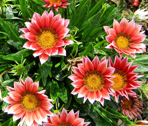 rose seeds bulk Gazania Kiss Rose Bulk Seeds
