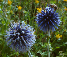 Globe Thistle Blue Bulk Seeds - Echinops Ritro 3