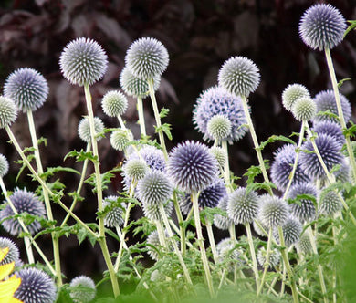 Globe Thistle Blue Bulk Seeds - Echinops Ritro