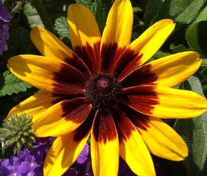 Daisy Gloriosa Sunset Seeds - Rudbeckia Hirta