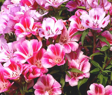 Godetia Dwarf Farewell to Spring Bulk Seeds - Clarkia Amoena