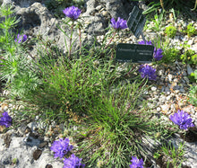 Grassy Bells Blue Bulk Seeds - Edraianthus Tenuifolius 2
