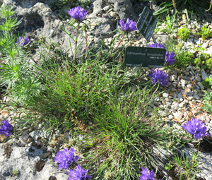 Grassy Bells Blue Bulk Seeds - Edraianthus Tenuifolius 2