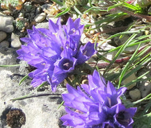Grassy Bells Blue Bulk Seeds - Edraianthus Tenuifolius