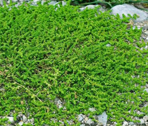 Green Carpet Rupturewort Bulk Seeds - Herniaria Glabra