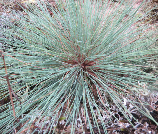 Grey Hair Grass Spiky Blue Bulk Seeds - Corynephorus Canescens