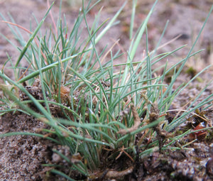 Grey Hair Grass Spiky Blue Seeds - Corynephorus Canescens 2