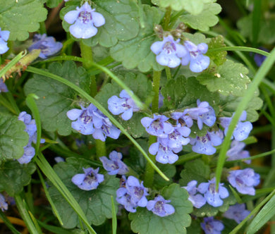 Ground Ivy Non GMO Bulk Seeds - Glechoma Hederacea