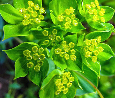 Hare's Ear Bupleurum Bulk Seeds - Rotundifolium Griffithii