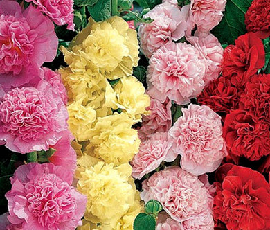 Hollyhock Chater’s Double Mix Seeds - Alcea Rosea