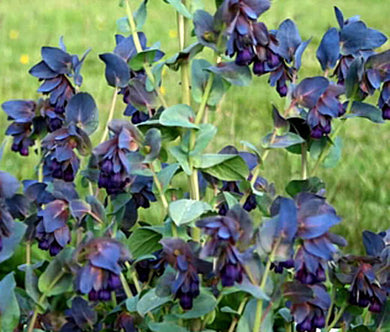 Honeywort Bulk Seeds - Cerinthe Major Purpurascens