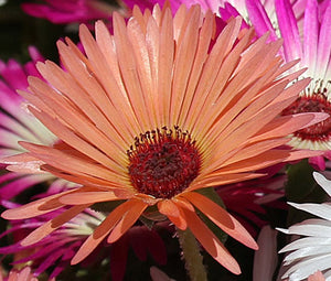 where to buy ice plant seeds Ice Plant Gelato Orange Bulk Seeds